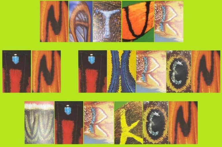 Natur in Ihrem WIRKEN Nr.14 – Frank Engelen und Tanja Frietsch – Ist das System für Kindeswohl?